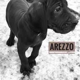 Doberman Pinscher and Great Dane Puppies from Von Schaaf Haus DuPree
