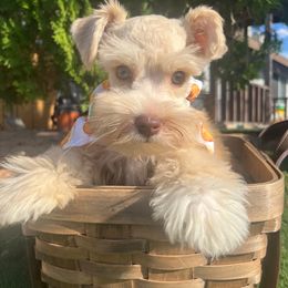 Blue - Wheaten male Miniature Schnauzer puppy in Menifee, California from Moonshine’s Minis