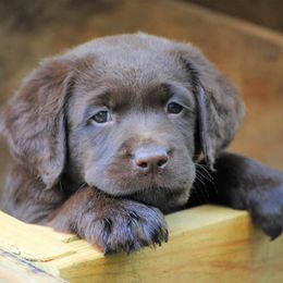 Labrador Retriever Puppies from Cove Labradors