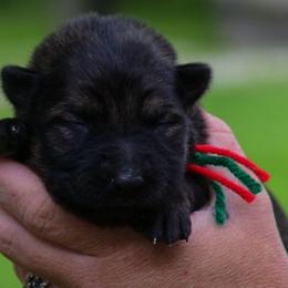 Red green girl - Sable female German Shepherd puppy in Clarkrange, Tennessee from Vom Wolff