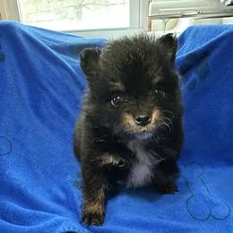 Boy 1 - Black and tan parti male Pomeranian puppy in Decatur, Iowa from Lisa Greenhalgh