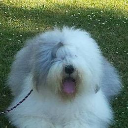 Old English Sheepdogs from Lorie Douglas' Old English Sheepdog