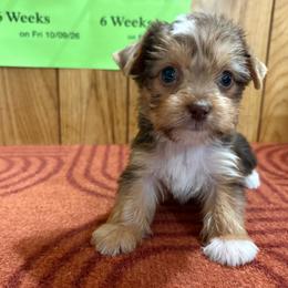 Girl 2 - Chocolate, tan and white female Yorkshire Terrier puppy in Bear Creek, North Carolina from Yorkie Time