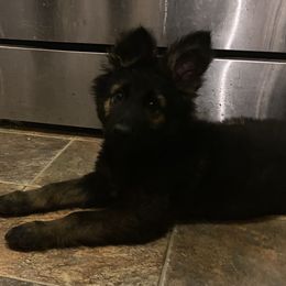 German Shepherd Puppies from Eisenkraft K9’s