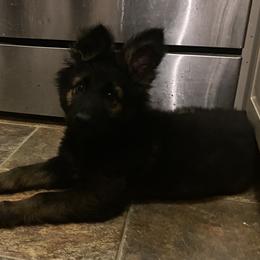 German Shepherd Puppies from Eisenkraft K9’s