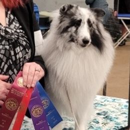 Shetland Sheepdogs from Apricity Shetland Sheepdogs