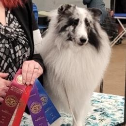 Shetland Sheepdogs from Apricity Shetland Sheepdogs