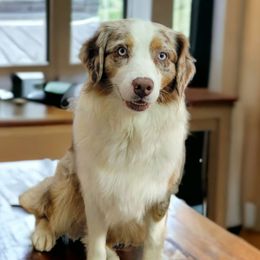 Ester Lee - Aussiedoodle