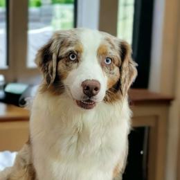Ester Lee - Aussiedoodle