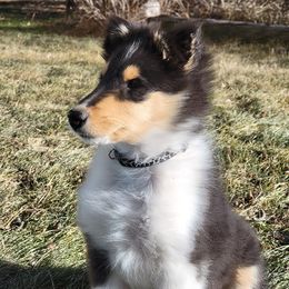 Collie Puppies from Qualteri Collies