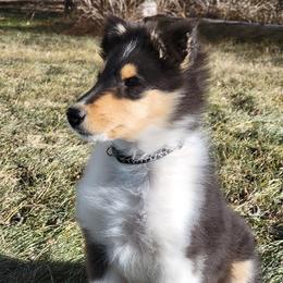 Collie Puppies from Qualteri Collies