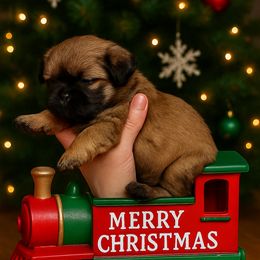 Whiskey - Brindle male Shih Tzu puppy in Hialeah, Florida from South East Coast Angels Shih Tzus