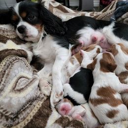 Cavalier King Charles Spaniel Puppies from G Cavaliers