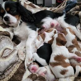Cavalier King Charles Spaniel Puppies from G Cavaliers
