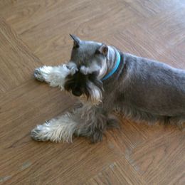 Miniature Schnauzer All Grown Up from Samson's Schnauzers