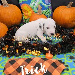 Girl 2 - White and black female Dalmatian puppy in Conrath, Wisconsin from JSF Dalmatians LLC