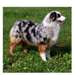 Cider - Australian Shepherd