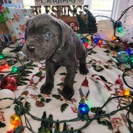 Cane Corso Puppies from Hardradas Dynasty Cane Corso