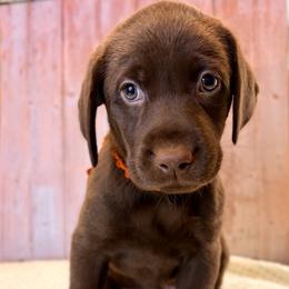 Orange Collar Chocolate Female - Chocolate female Labrador Retriever puppy in Gainesville, Georgia from Rucker Retrievers