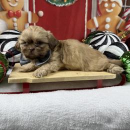 Lincoln - Liver male Shih Tzu puppy in Columbia, Kentucky from Lisa Bandy Shih Tzu