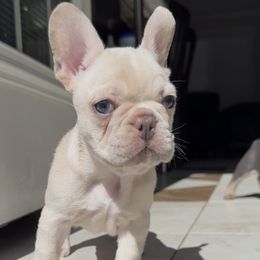 Jewel - White female French Bulldog puppy in Yarmouth, Maine from Wyatt and co Frenchies