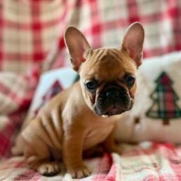 Candy - Fawn female French Bulldog puppy in Colorado from NOCO French Bulldogs