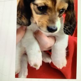 Girl 1 - Dachshund puppy in Tulsa, Oklahoma from Eternal Puff Lhasa Apsos