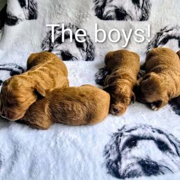 Bud - Red  male Goldendoodle puppy in Red Oak, Iowa from Fisher Pups-Stay Golden with a Doodle