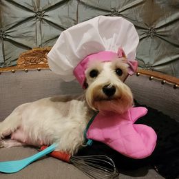 Layla - Miniature Schnauzer