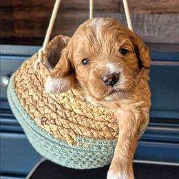 TROUBLE - Caramel female Labradoodle puppy in Sussex, Wisconsin from Dancing Doodles