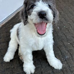 Goldendoodle Puppies from Lover Dover Doodles