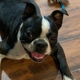 Boston Terriers from Lyn’s Boston Babies