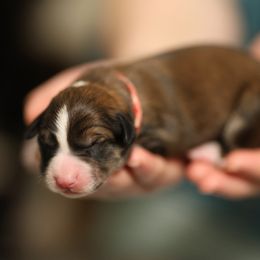 Barbarian - Sable Border Collie puppy in South Carolina from Blackbird Kennels