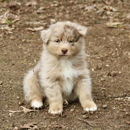 Java - Red merle male Australian Shepherd puppy in Coldwater, Michigan from Northern Star Australian Shepherds