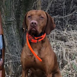 Vizslas from Rolling Amber Vizslas