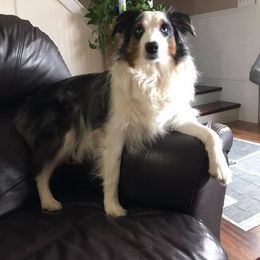 Miniature Australian Shepherd and Toy Australian Shepherd All Grown Up from Rolling Ridge Farms