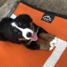 Bernese Mountain Dog and Golden Retriever Puppies from Bastian Mountain Dogs