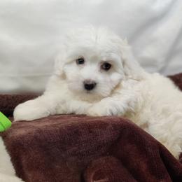 Gabe - White male Coton de Tulear puppy in Westfield, North Carolina from Legacy Pets