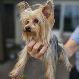 Fresa - Yorkshire Terrier