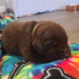 Labrador Retriever Puppies from Labrador Trails