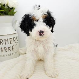 Parsley - Black and white male Bernedoodle puppy in Granton, Wisconsin from Rose River Farms