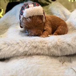 Forest - Apricot male Goldendoodle puppy in Millville, California from Hope Lane Kennels