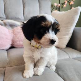 April - Parti female Yorkipoo puppy in Bedias, Texas from Texas Yorkies and Yorkiepoos