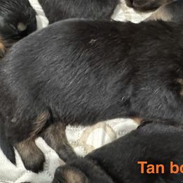 Tan - Black and mahogany male Rottweiler puppy in Cheshire, Connecticut from Von Der Hügelspitze