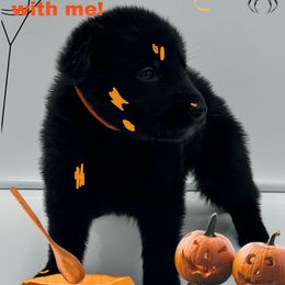 Mr.White Collar Changing to Orange Collar - Black male German Shepherd puppy in Granite City, Illinois from Devon Rugerio's German Shepherds