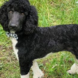 Johnny - Poodle