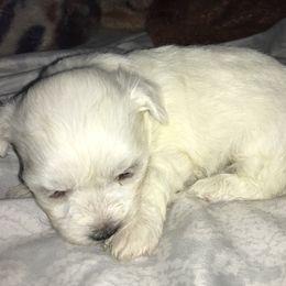 Maltese Puppies from Emotional Amor Support