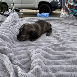 Puma - Brindle female Dachshund puppy in Ramona, California from Royal Rose Dachshund Family
