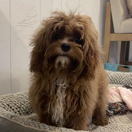 Bear - Red male Cavapoo puppy in Sugarcreek, Ohio from True Hearted Doodles