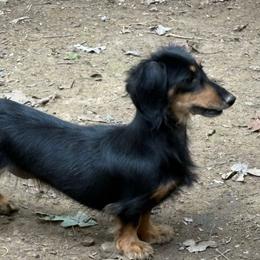 Billie - Dachshund